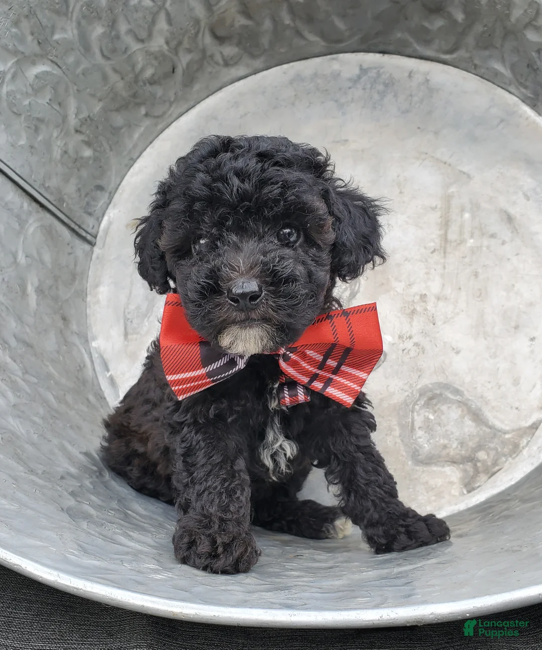 Toy Poodle dogs for sale: Ben - Ad 1
