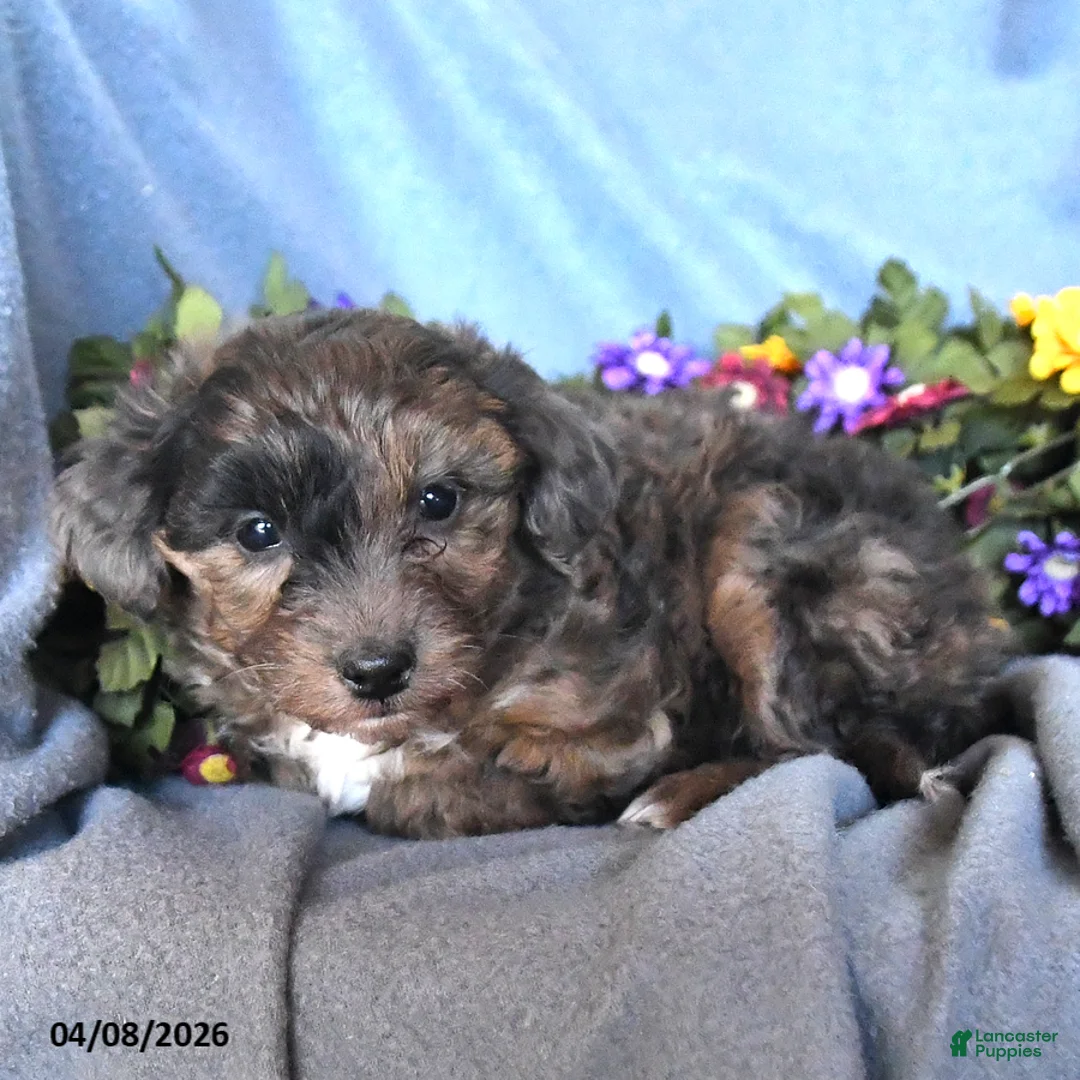 Mixed Breed dogs for sale: Teddy - Ad 3