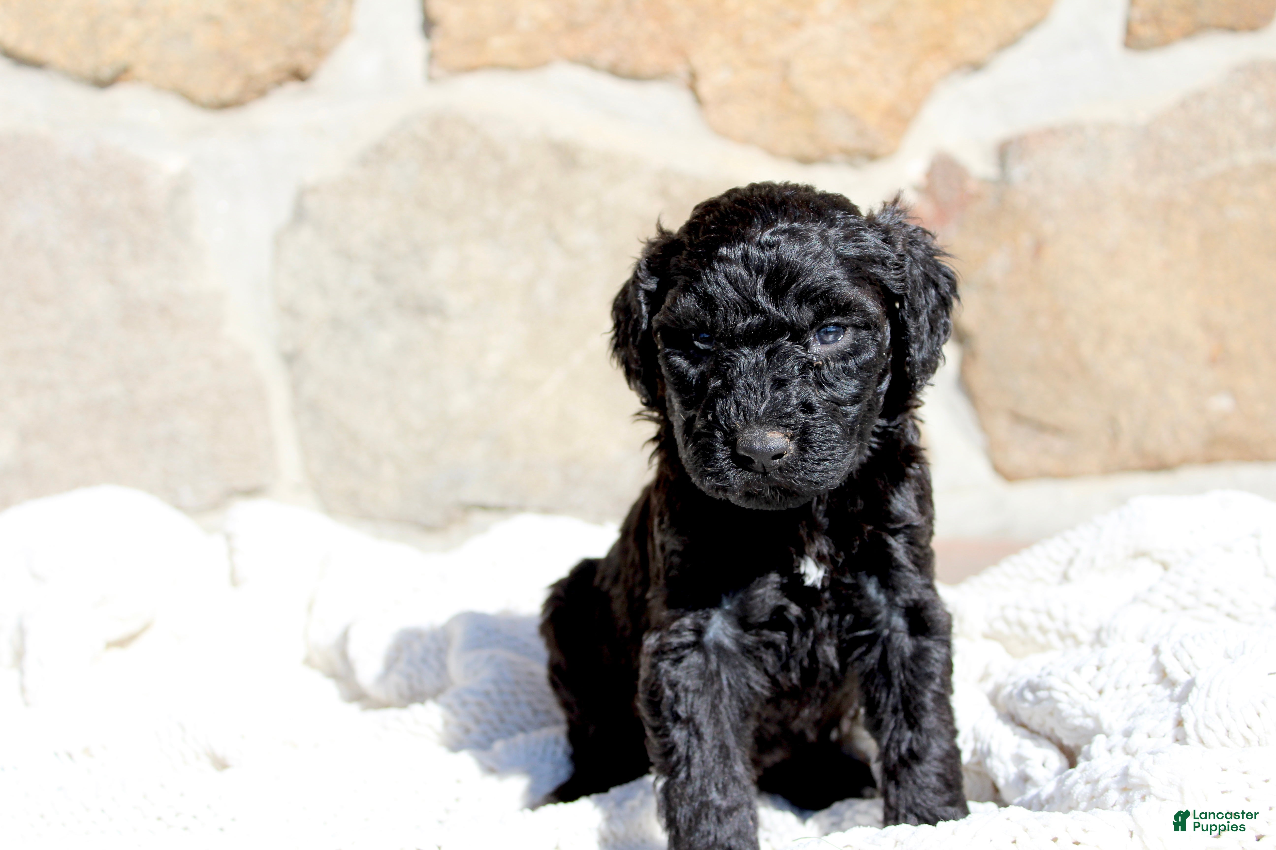 Portuguese Water Dog dogs Star - Ad 10