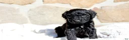 Portuguese Water Dog dogs for sale: Star - Ad 1