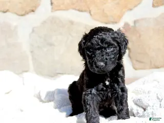 Portuguese Water Dog dogs Star - Ad 10