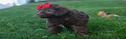 Havapoo dogs for sale: OLIVER - Ad 6