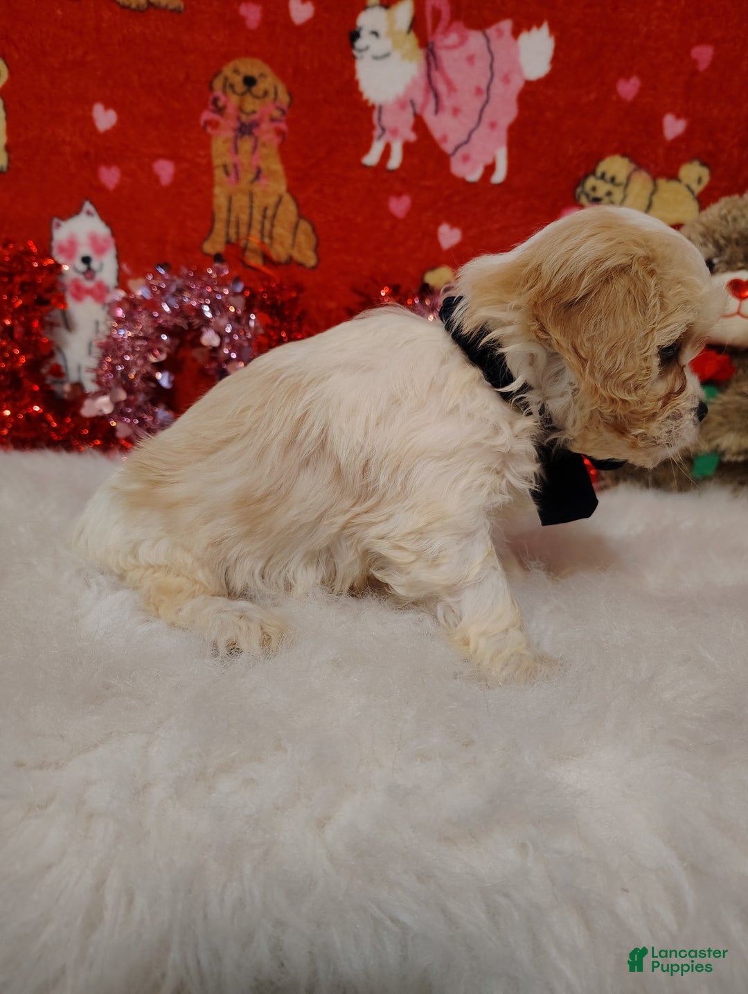 Cavapoo dogs for sale: Presley - Ad 3