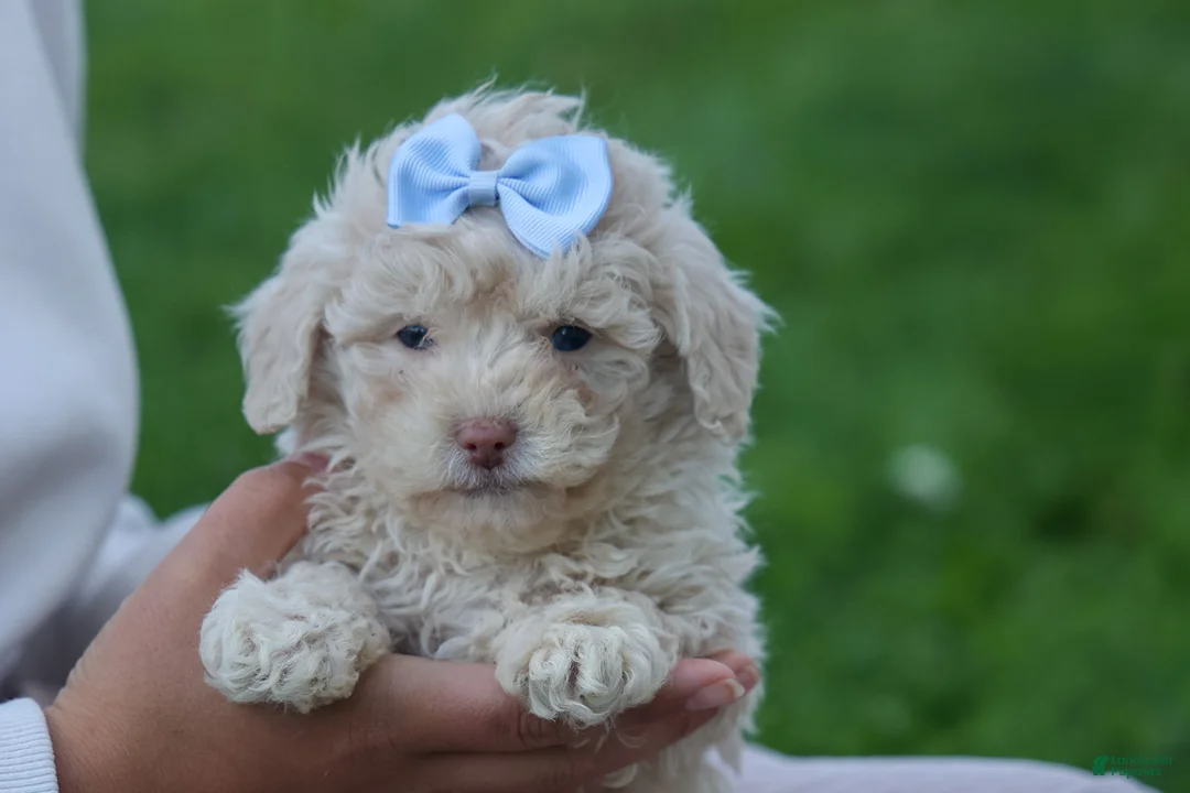 Havapoo dogs for sale: OLEN - Ad 1