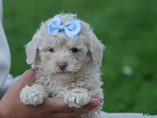 Havapoo dogs for sale: OLEN - Ad 4