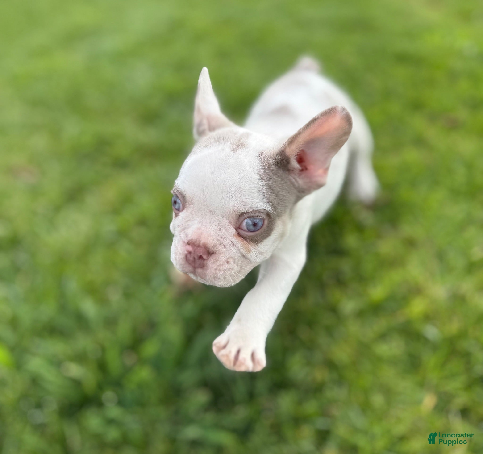 French Bulldog dogs French Bulldog 2 - Ad 1