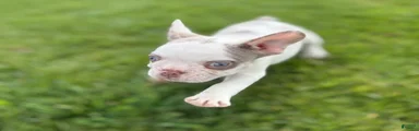 French Bulldog 2
