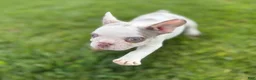 French Bulldog dogs for sale: French Bulldog 2 - Ad 1