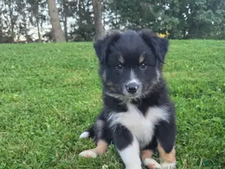 Australian Shepherd dogs Skyler - Ad 41