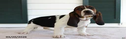 Basset Hound dogs for sale: Sunshine - Ad 2