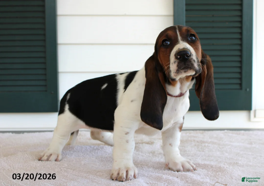 Basset Hound dogs for sale: Sunshine - Ad 2