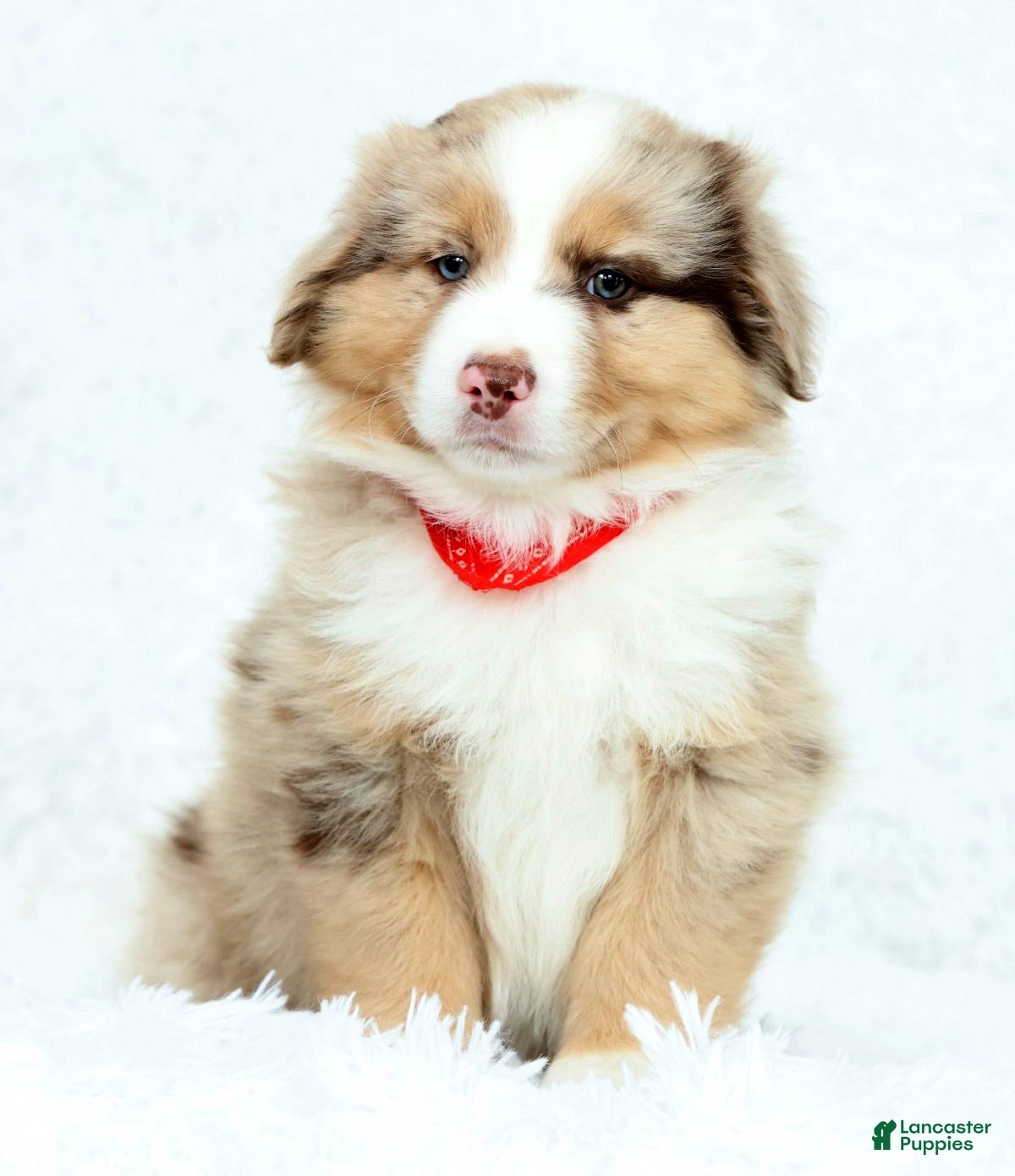 Australian Shepherd dogs Jayce - Ad 2