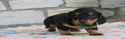 Miniature Dachshund dogs for sale: Asher - Ad 4