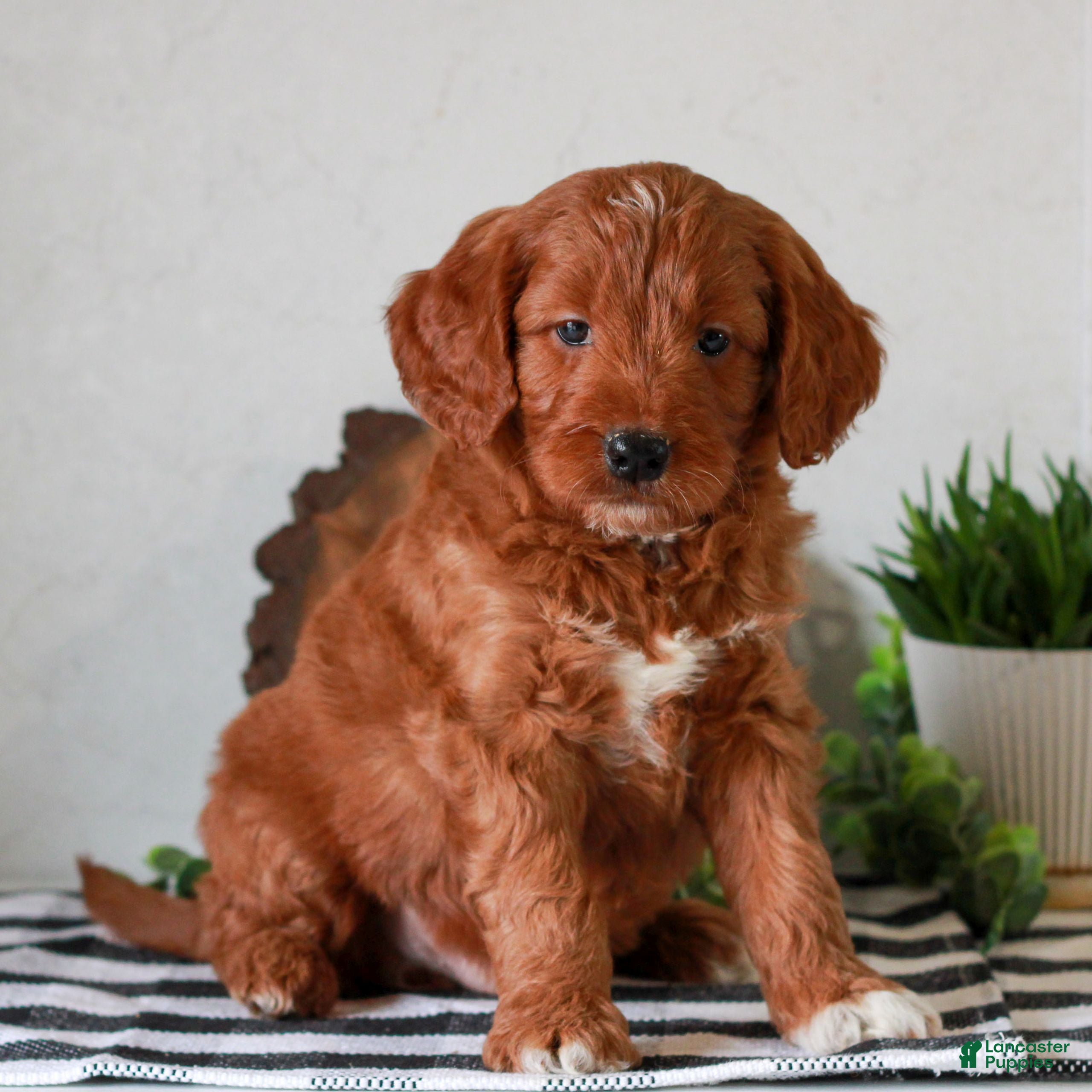 Mini Goldendoodle dogs Alan  - Ad 2