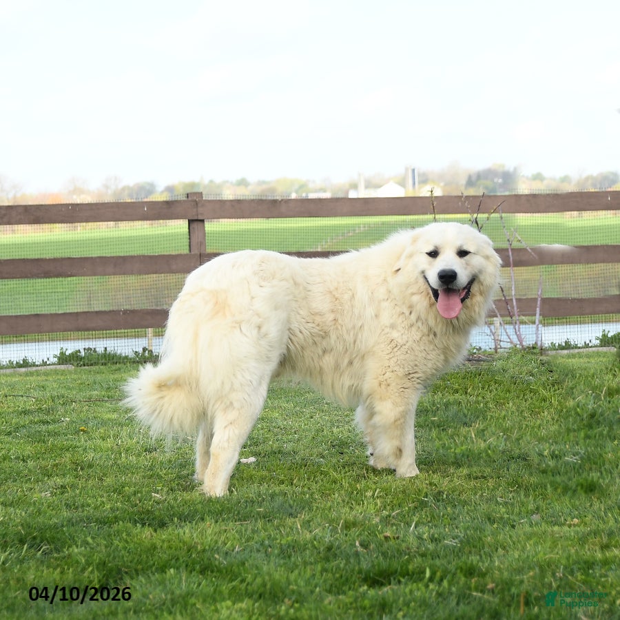 Great Pyrenees dogs Maverick - Ad 1