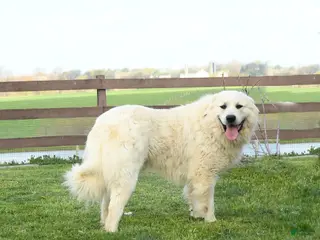 Great Pyrenees dogs for sale: Maverick - Ad 1