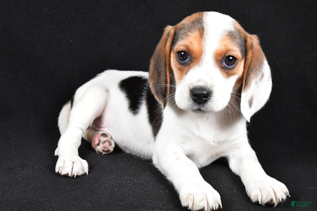 Beagle dogs for sale: Abby - Ad 2