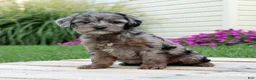 Yorkiepoo dogs for sale: Asher - Ad 3