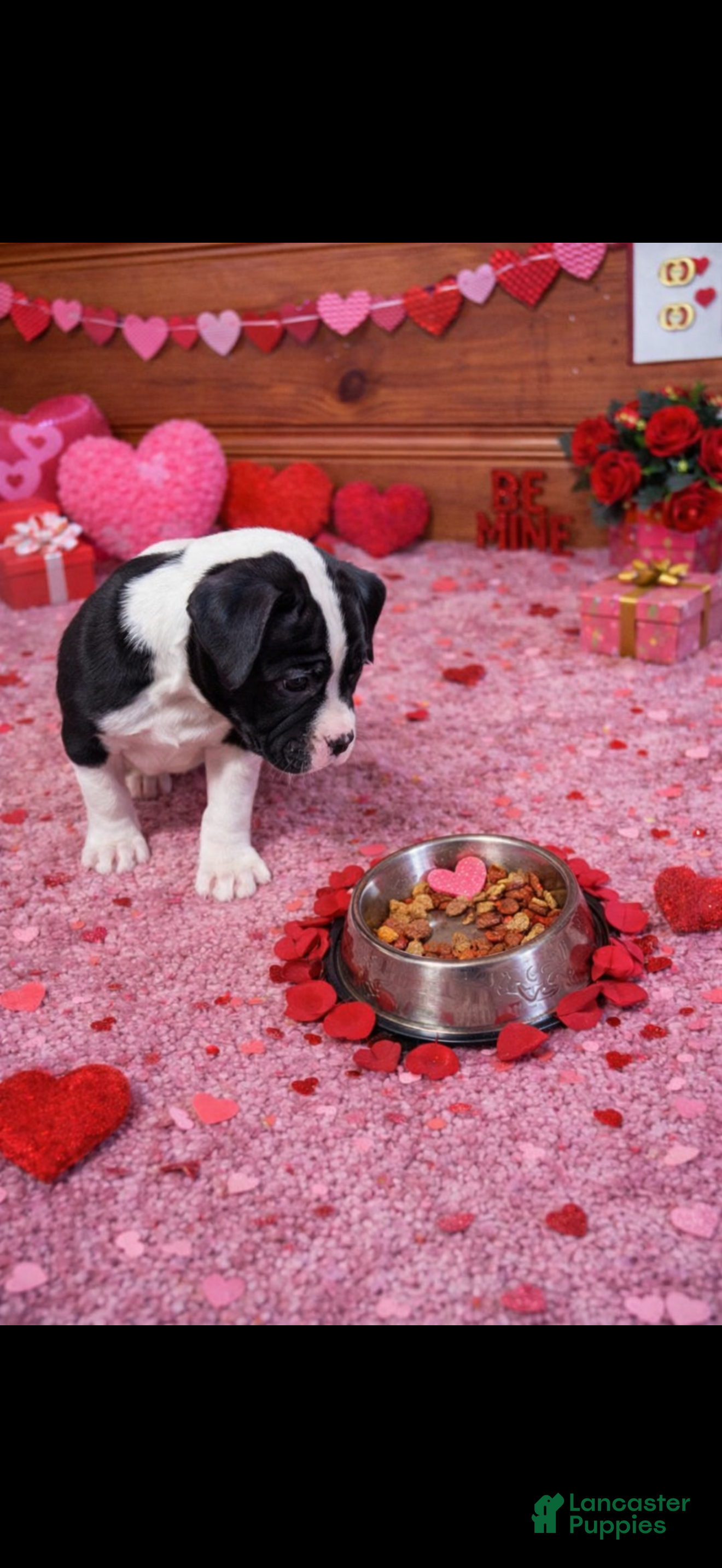 American Bulldog dogs Trixie - Ad 7