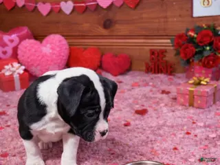 American Bulldog dogs Trixie - Ad 7