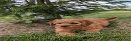 Mini Goldendoodle dogs for sale: Chloe  - Ad 4