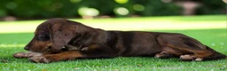 Catahoula Leopard Dog dogs for sale: Gypsie 2026 Female 1 - Ad 13