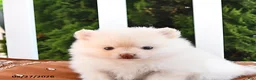 Pomeranian dogs for sale: Louie - Ad 5