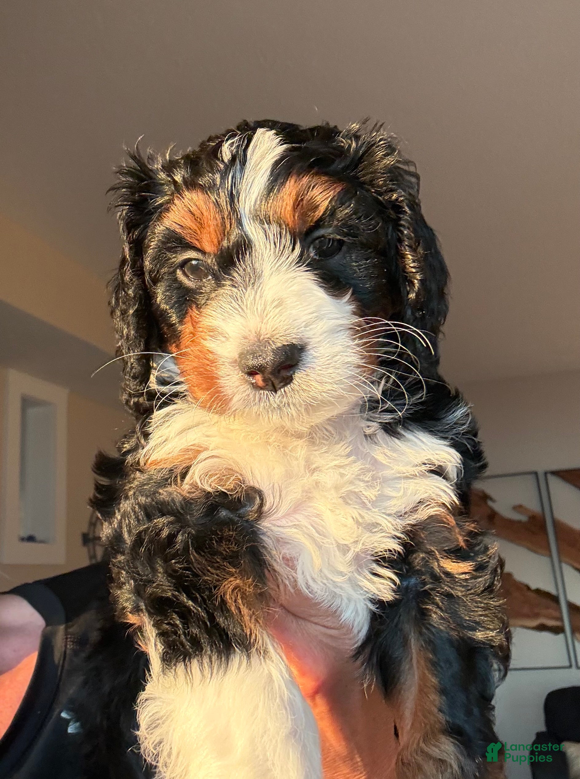 Bernedoodle dogs Cream Puff - Ad 37