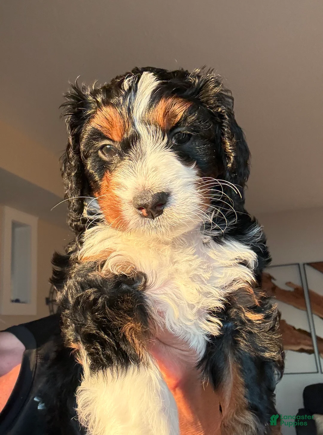 Bernedoodle dogs for sale: Cream Puff - Ad 1