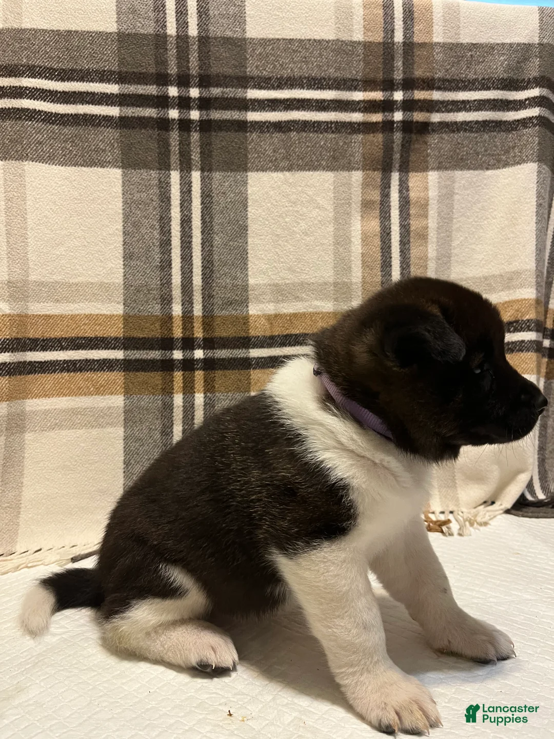 Akita dogs for sale: Sofie - Ad 2