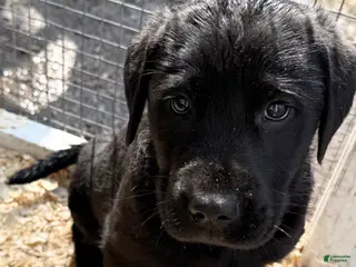 Labrador Retriever dogs Labrador Retriever Puppy 3 - Ad 37