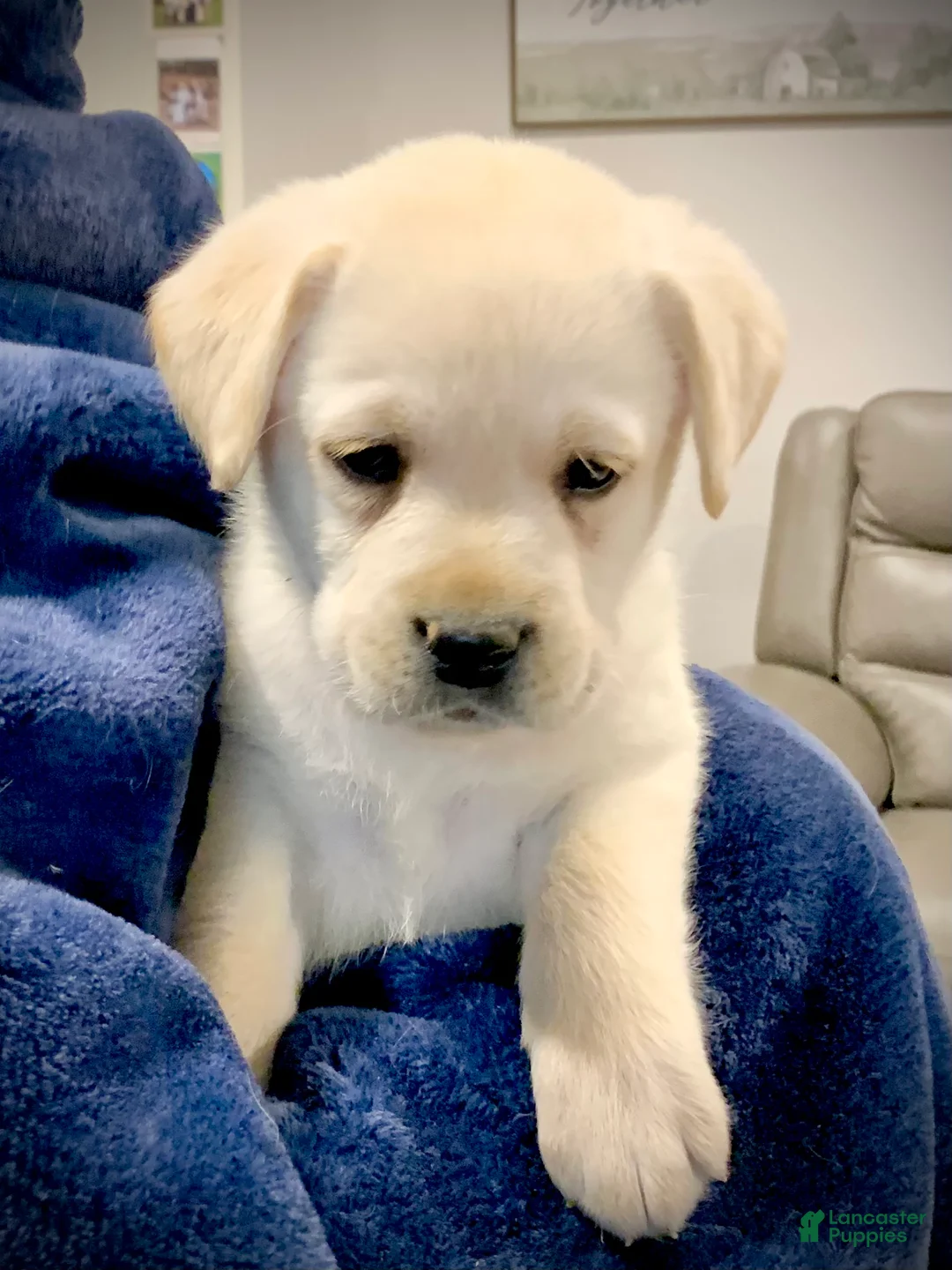 Labrador Retriever dogs for sale: Antler - Ad 7