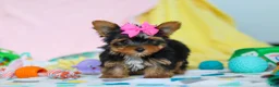 Yorkshire Terrier dogs for sale: Callie - Ad 6