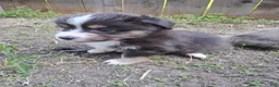 Mixed Breed dogs for sale: Pete Jr  - Ad 1