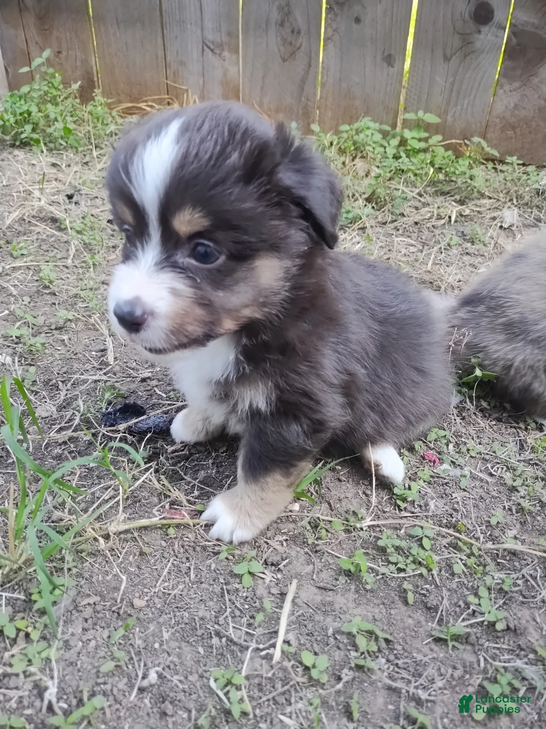 Mixed Breed dogs for sale: Pete Jr  - Ad 1