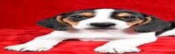 Beagle dogs for sale: Allen - Ad 2