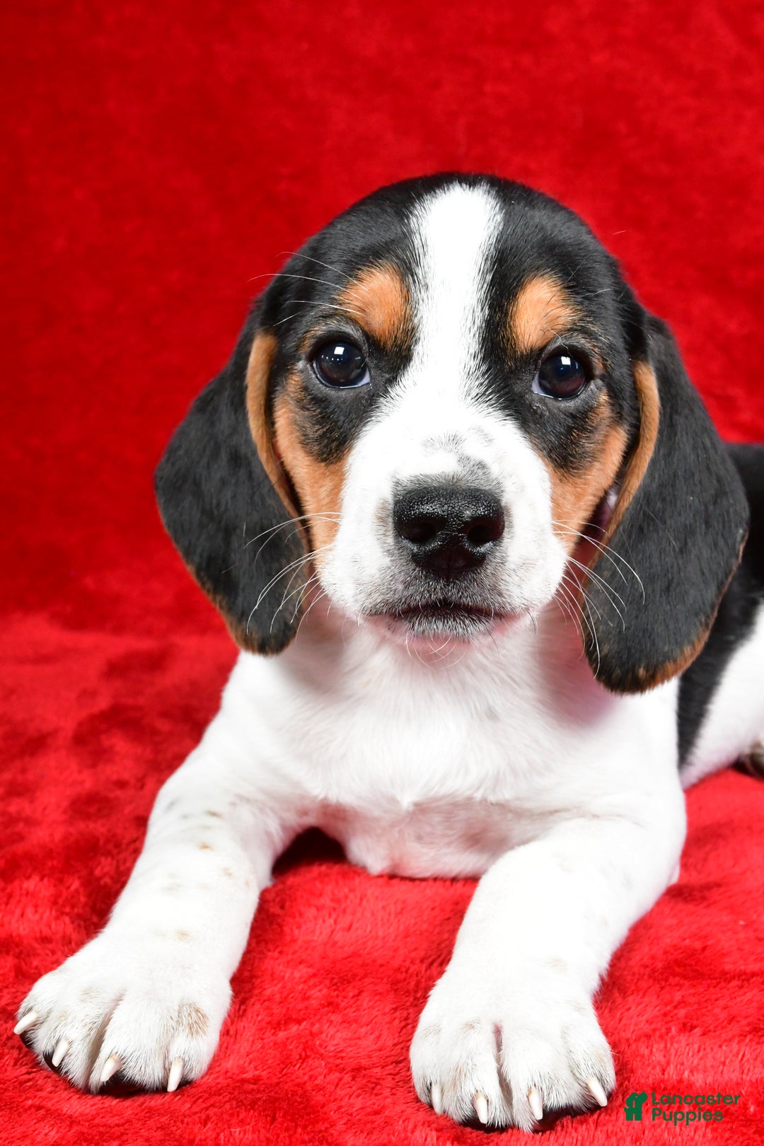Beagle dogs for sale: Allen - Ad 2