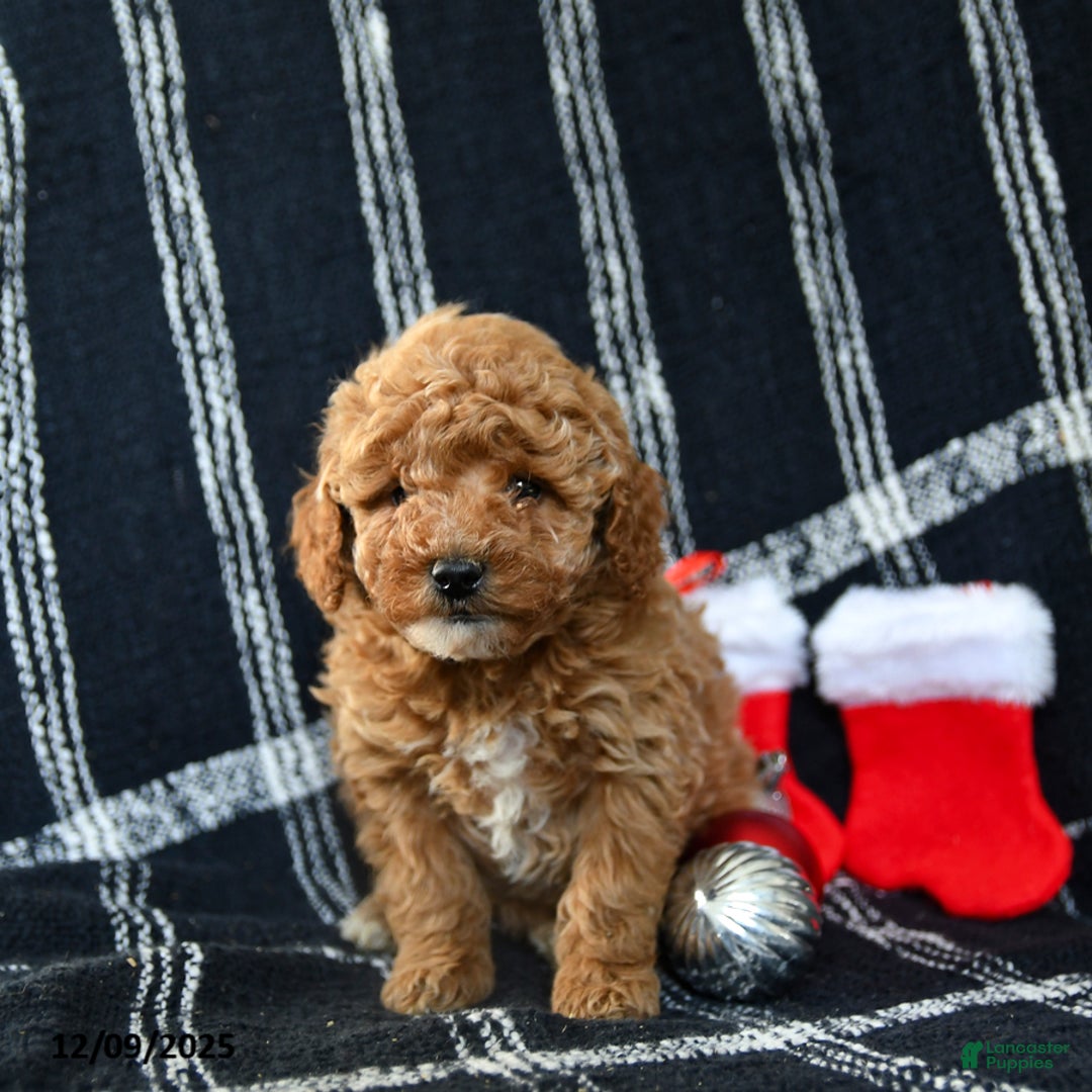 Miniature Poodle dogs for sale: Snowflake - Ad 1