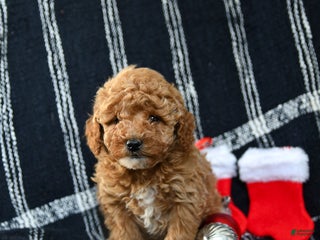 Miniature Poodle dogs Snowflake - Ad 36