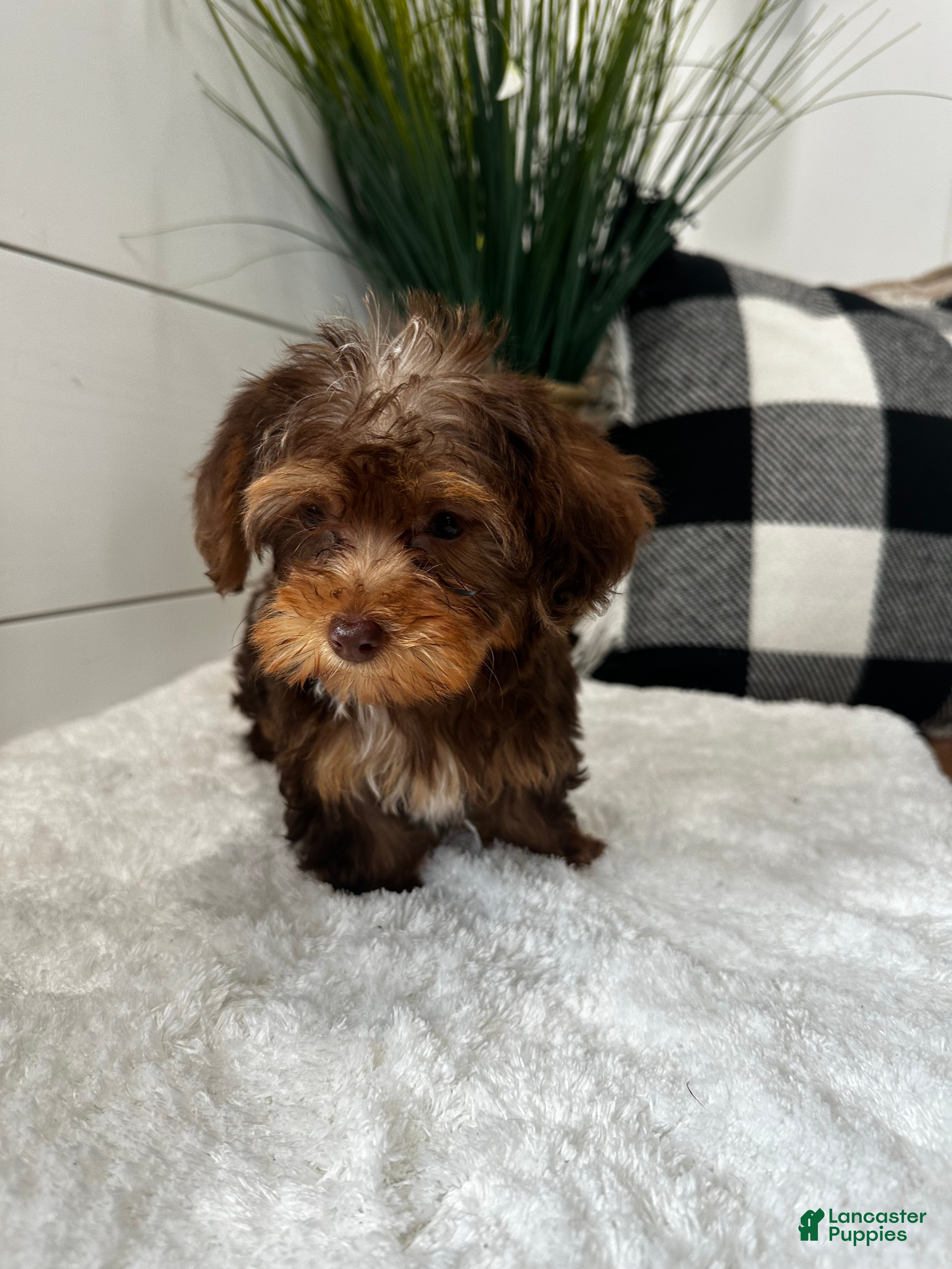 Yorkiepoo dogs Luna - Ad 2