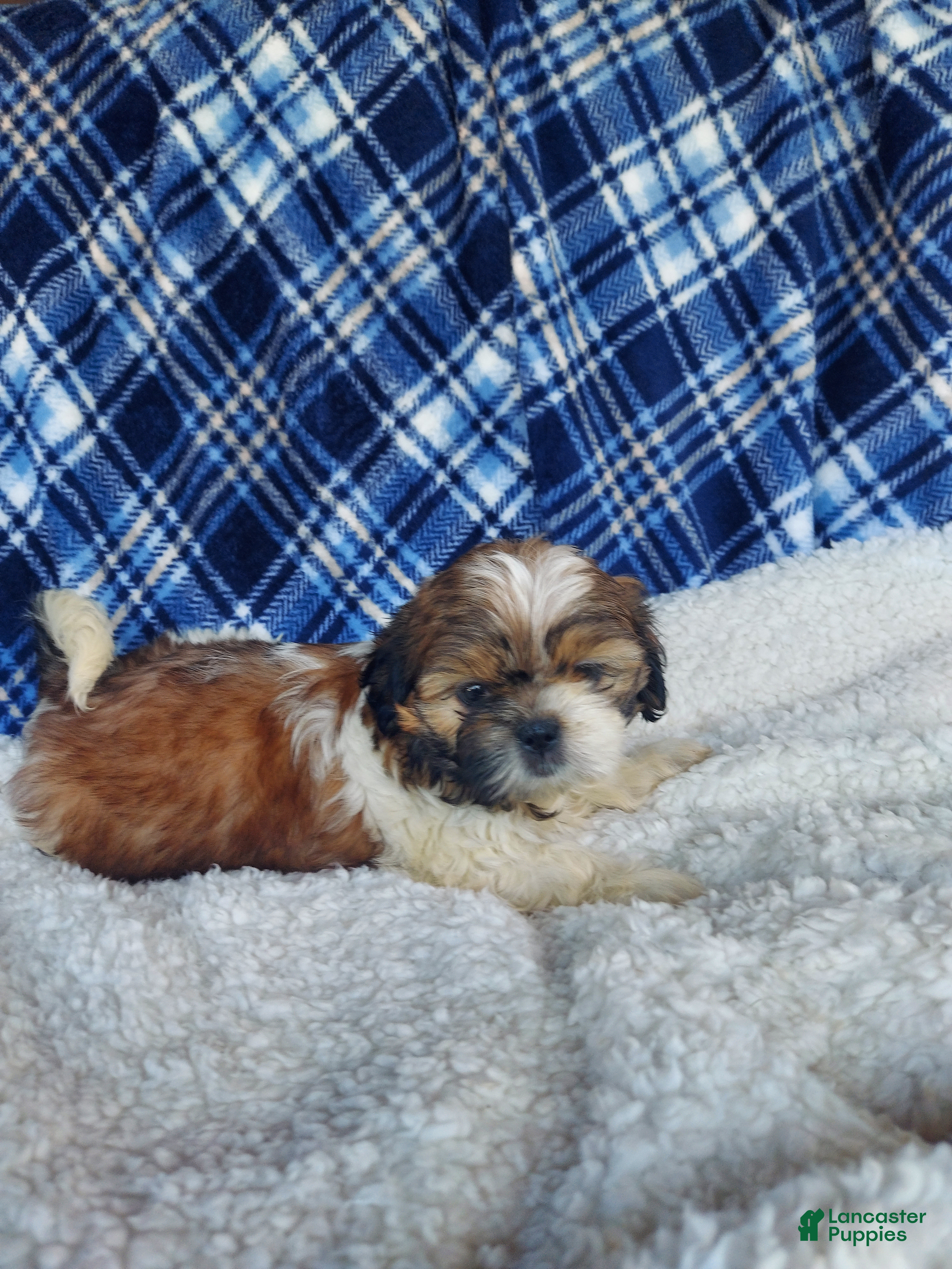 Shih Tzu dogs MOLLY - Ad 2
