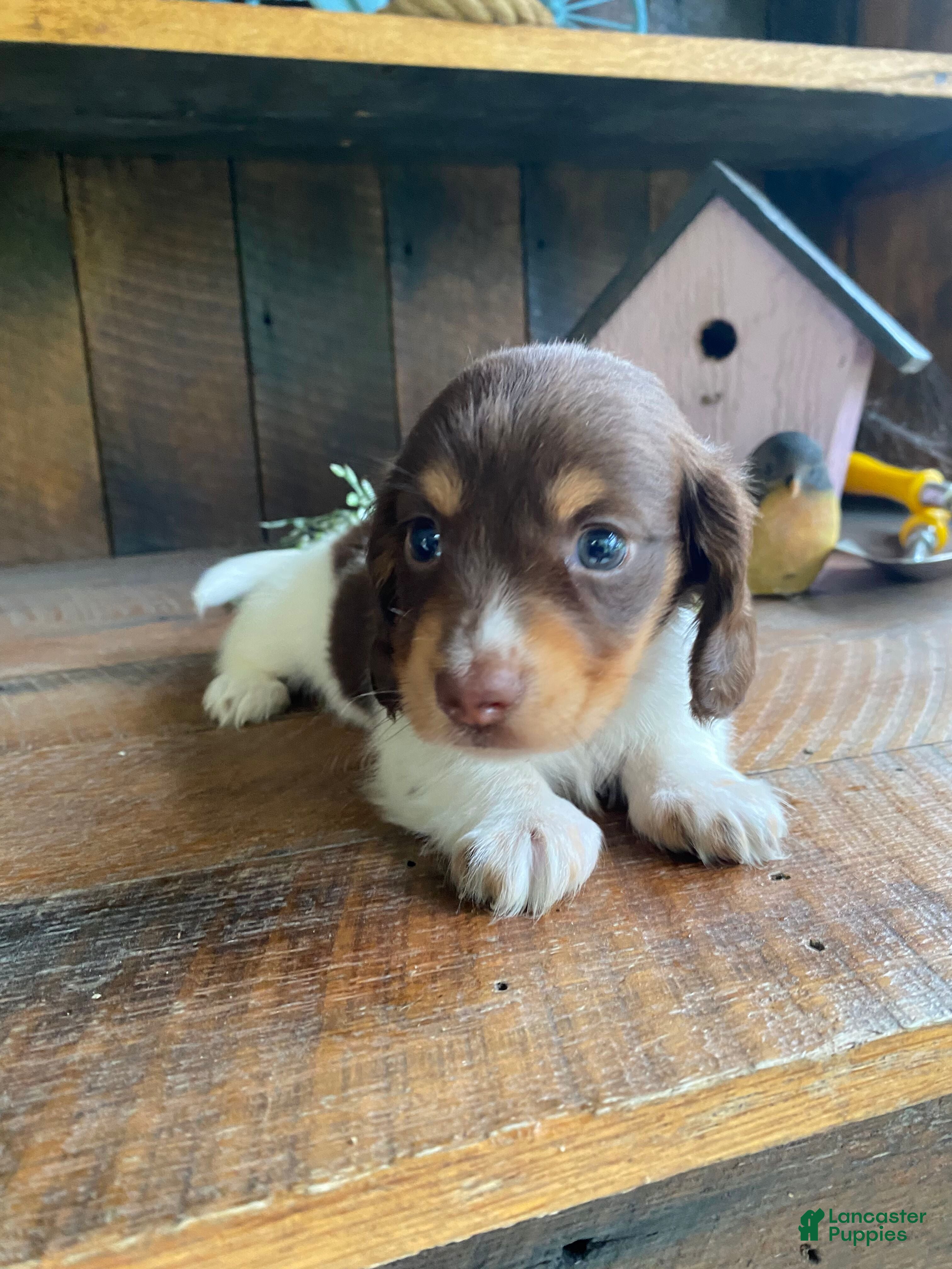 Miniature Dachshund dogs Precious - Ad 1
