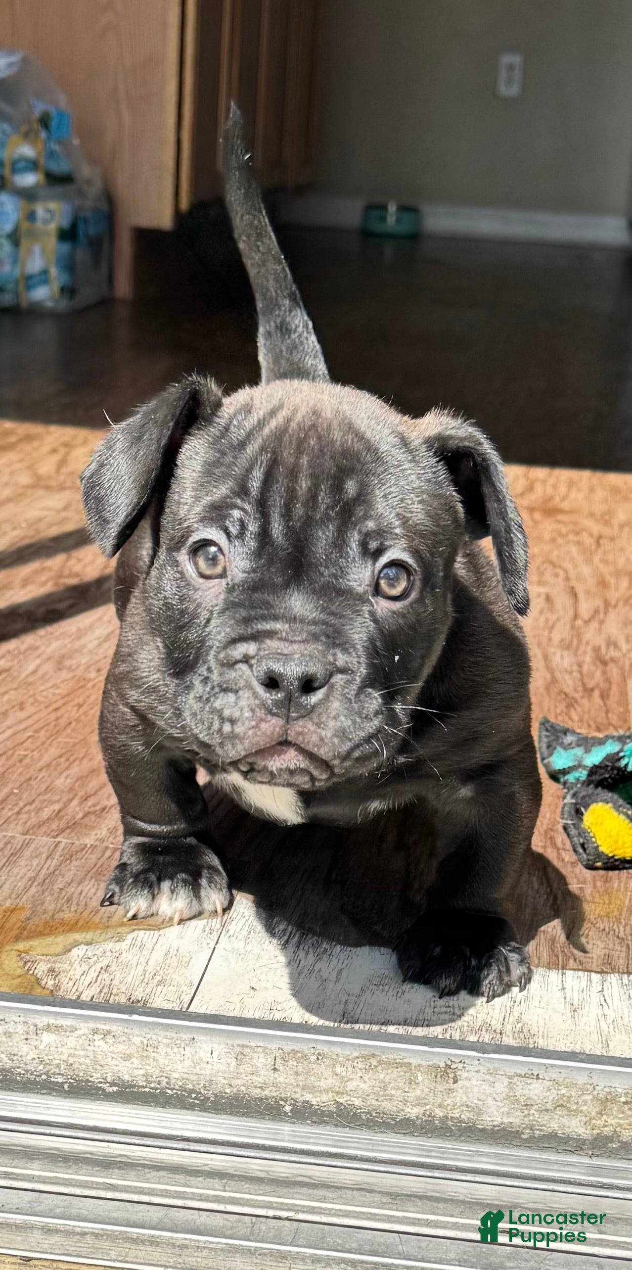 American Bully dogs for sale: Royal - Ad 2