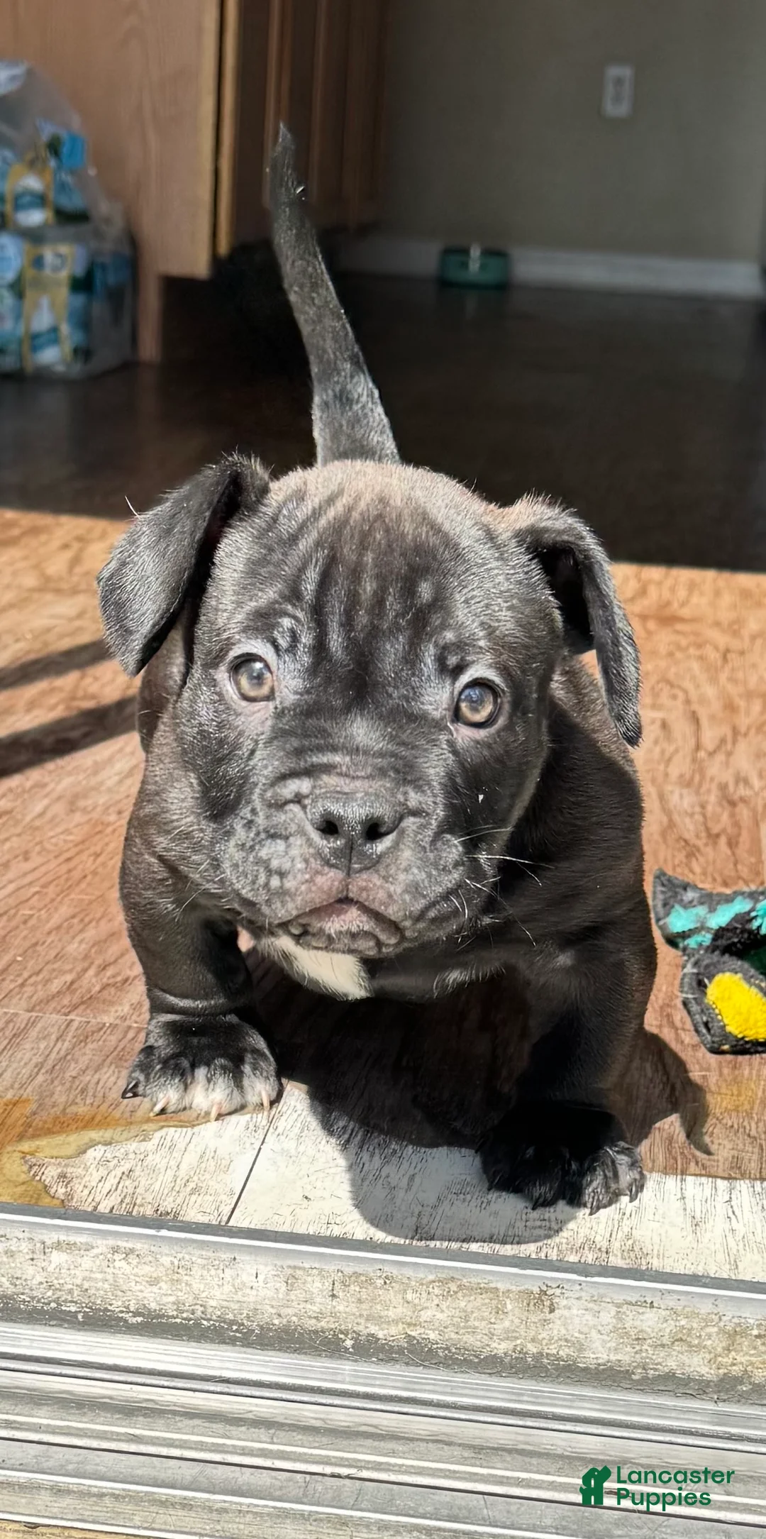 American Bully dogs for sale: Royal - Ad 1