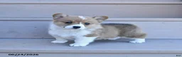 Welsh Corgi Pembroke dogs for sale: Pretzel - Ad 1