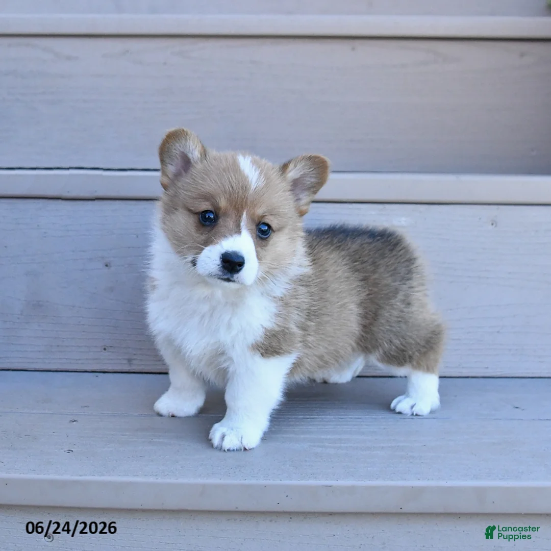 Welsh Corgi Pembroke dogs for sale: Pretzel - Ad 1