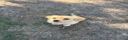 Maltipoo dogs for sale: Maltipoo 1 - Ad 5