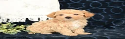 Maltipoo dogs for sale: Audrey - Ad 4