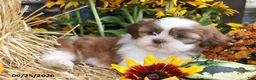 Shih Tzu dogs for sale: Sage - Ad 3