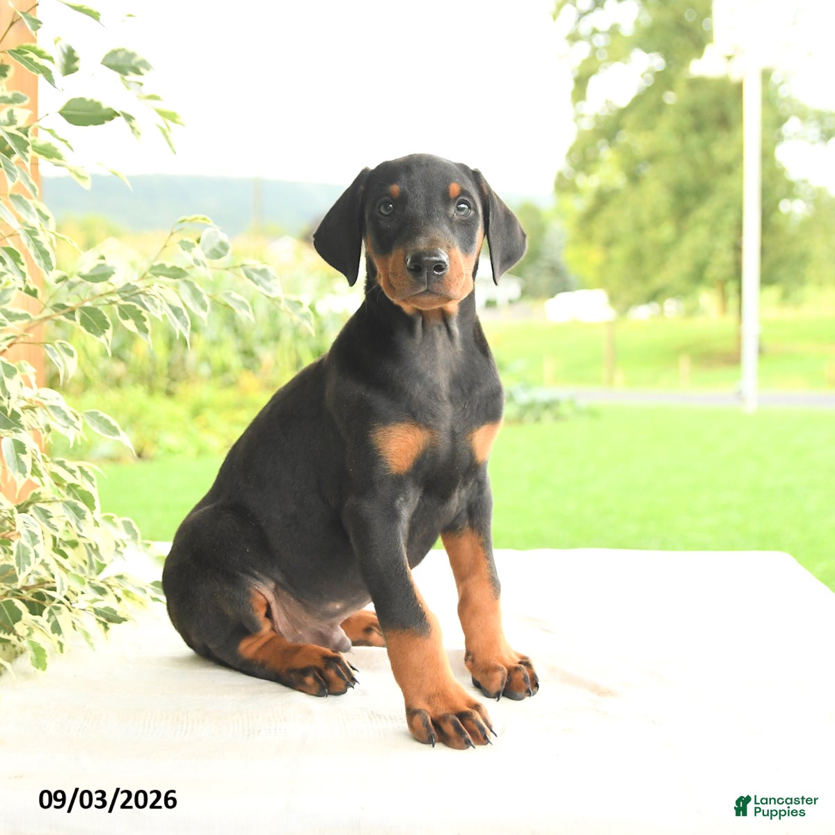 Doberman Pinscher dogs Zinnia - Ad 1